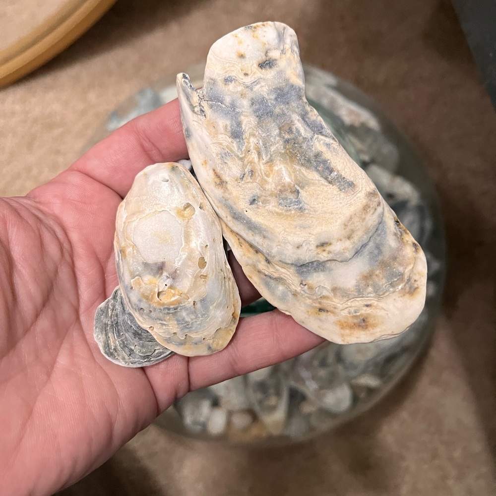 8 pound of sea shells